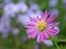 Closeup purple Tatarian aster flowers in garden with soft focus and green blurred background