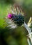 A closeup of a purple thistle covered in cobwebs with a blurred green background