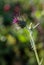 A closeup of a purple thistle covered in cobwebs with a blurred green background