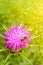 Closeup purple thistle flower honey bee