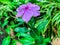 Closeup purple tibouchina flower soft focus and blurred backround.