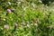 Closeup, purple and white clover flowers for melliferous wild flora