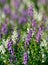 Closeup of purple and white flower ; thai style forget-me-not