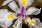 Closeup of a Purple and white  iris Iridaceae garden Flower