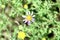 Closeup of a purple wildflower in Prescott, Arizona