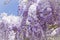 Closeup of purple wisteria petal flower