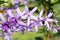 closeup of purple wreath( Petrea Volubilis. Linn. ) or queen\\\'s wreath, sandpaper vine