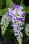 Closeup Purple Wreath Queen`s Wreath Sandpaper Vine Bluebird Vin