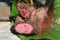 Closeup of purple yam or Dioscorea Alata on sunlit leaf background