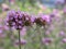 Closeup purpletop vervain flowers in garden