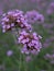 Closeup purpletop vervain flowers in garden