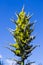 Closeup of Puya chilensis