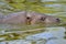 Closeup pygmy hippopotamus in water