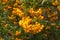 Closeup of pyracantha yellow berries, autumn garden