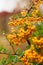 Closeup of pyracantha yellow berries, autumn garden