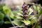 Closeup of pyramidal bugle plants in violet purple color growing in forest spring sunlight