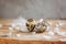 Closeup quail eggs and feathers on wooden background