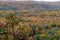 Closeup of Quercus buckleyi autumn leaves in a forest with a blurry background