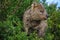 Closeup of a Quokka between green bushes.