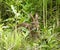 Closeup of A Rabbit Munching on Grasses