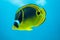 Closeup of a Raccoon Butterflyfish swimming in the water
