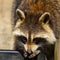 Closeup of raccoon eating with her hands.