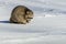 Closeup raccoon in winter in Canada