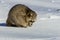 Closeup raccoon in winter in Canada