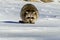 Closeup raccoon in winter in Canada