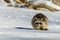 Closeup raccoon in winter in Canada