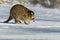 Closeup raccoon in winter in Canada