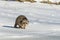 Closeup raccoon in winter in Canada