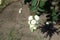 Closeup of raceme of white berries of Symphoricarpos albus