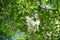 Closeup of raceme of white flowers of Robinia pseudoacacia