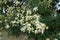 Closeup of raceme of white flowers of Sophora japonica