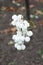 Closeup of raceme of white snowberries in November