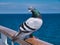 Closeup of a racing pigeon sitting on a UK ferry in the Irish Sea