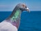 Closeup of a racing pigeon sitting on a UK ferry in the Irish Sea