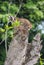 Closeup of a racoon perched on a tree trunk, a vertical shot