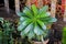 Closeup of A radial green leave in the garden