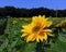 Closeup of a Radiant Sunflower