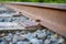 Closeup of railroad spikes and ties