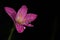 Closeup Rain Lily deep pink with raindrops on the surface of the petals