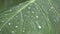 Closeup of rain waterdrops on top of leaves of Xanthosoma taioba also known as Elephant plant, Arrowleaf etc