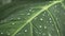 Closeup of rain waterdrops on top of leaves of Xanthosoma taioba also known as Elephant plant, Arrowleaf etc