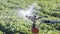 A closeup of a rainbird style agricultural sprinkler watering a farm field.