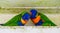 Closeup of a rainbow lorikeet couple preening each other, Typical bird behavior, Tropical animal specie from Australia