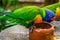 Closeup of a rainbow lorikeet eating from a feeding bowl, bird diet, Tropical animal specie from Australia