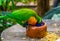 Closeup of a rainbow lorikeet with its head in the feeding bowl, bird diet and care, Tropical animal specie from Australia
