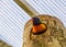 Closeup of a rainbow lorikeet looking out of its birdhouse, colorful tropical bird specie from australia